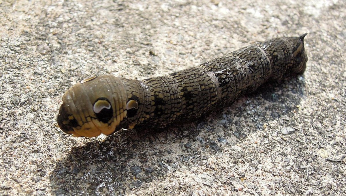 Гусеница змея винный Бражник