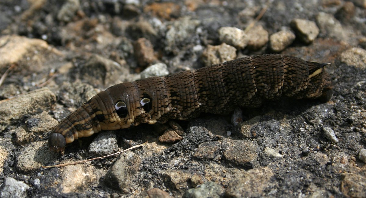 Табачный Бражник зачем разводят