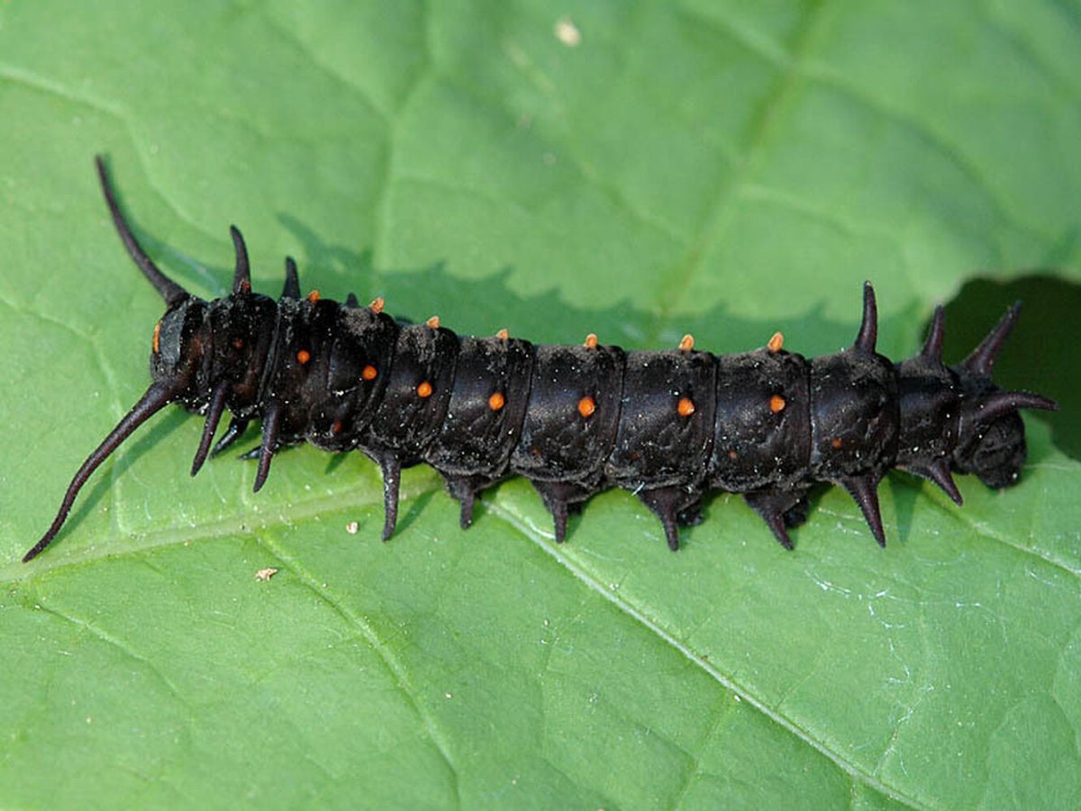 Pipevine Swallowtail Caterpillar