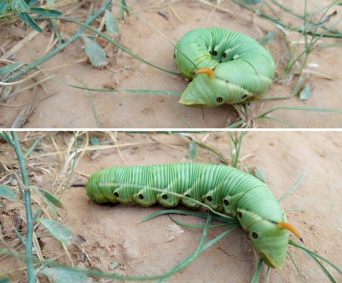Гусеница 80 сантиметров
