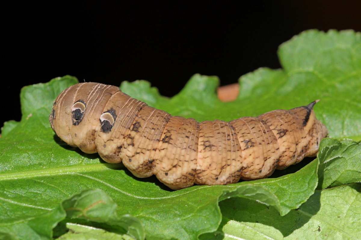 Винный Бражник гусеница