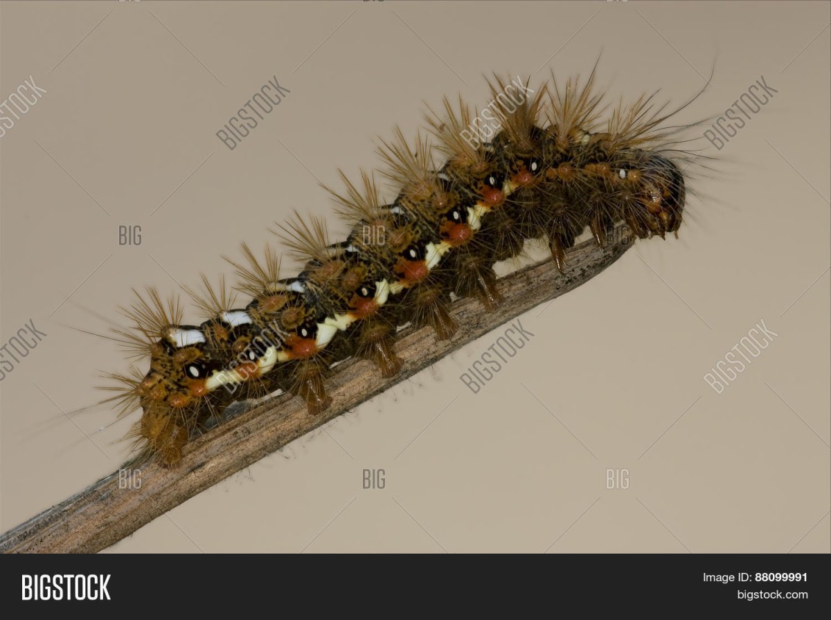 Лепидоптера гусеница мохнатая