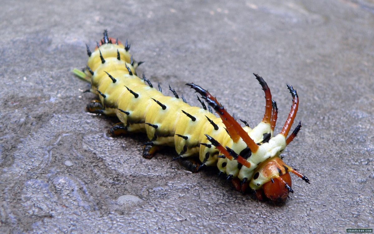 Dragon Caterpillar гусеница