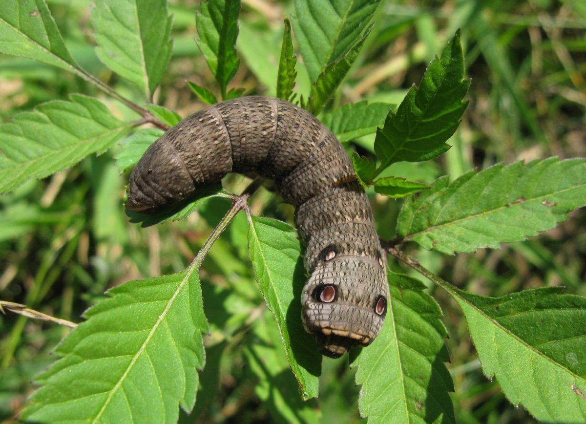 Deilephila porcellus гусеница