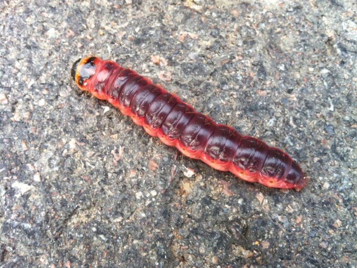 Гусеница большой моли