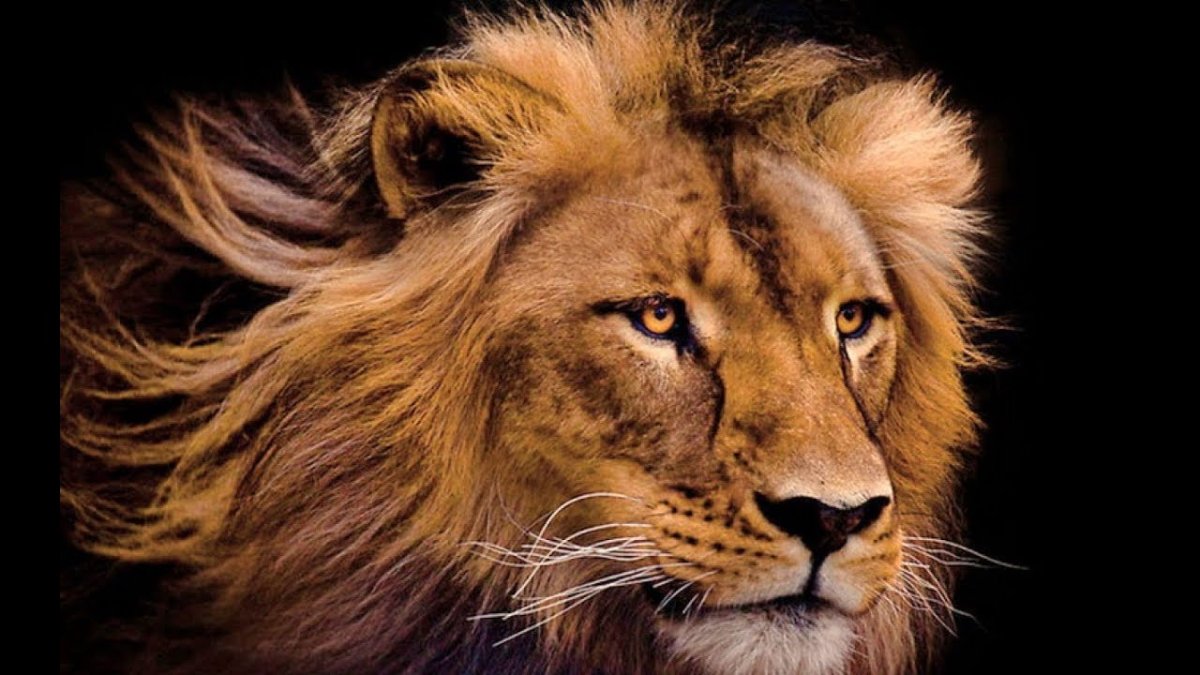 Взгляд Льва