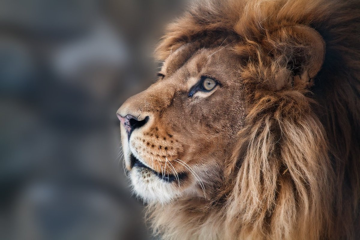 Лев морда анфас