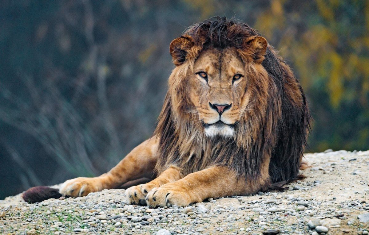 Лев красавец