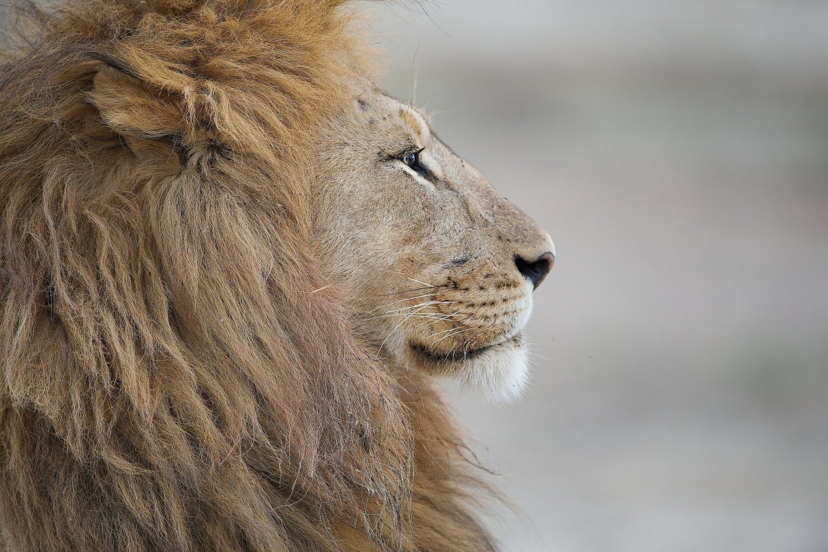 Грива Льва в профиль