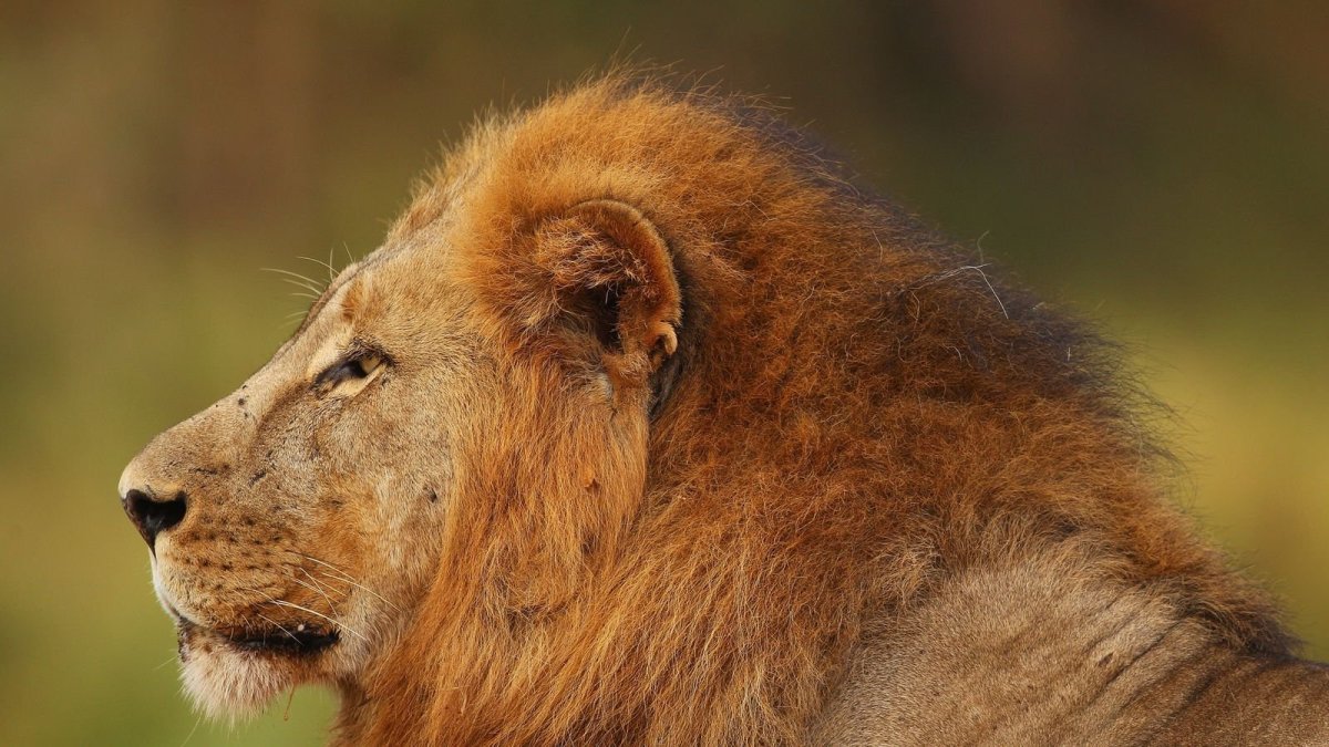 Лев в естественной среде