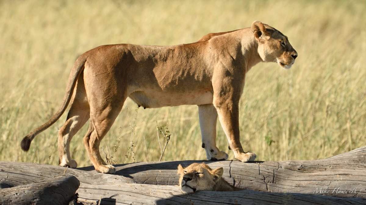 Идущая львица сбоку