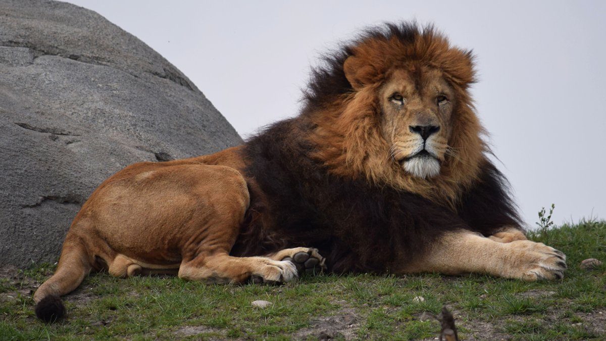 Длинношерстный Лев