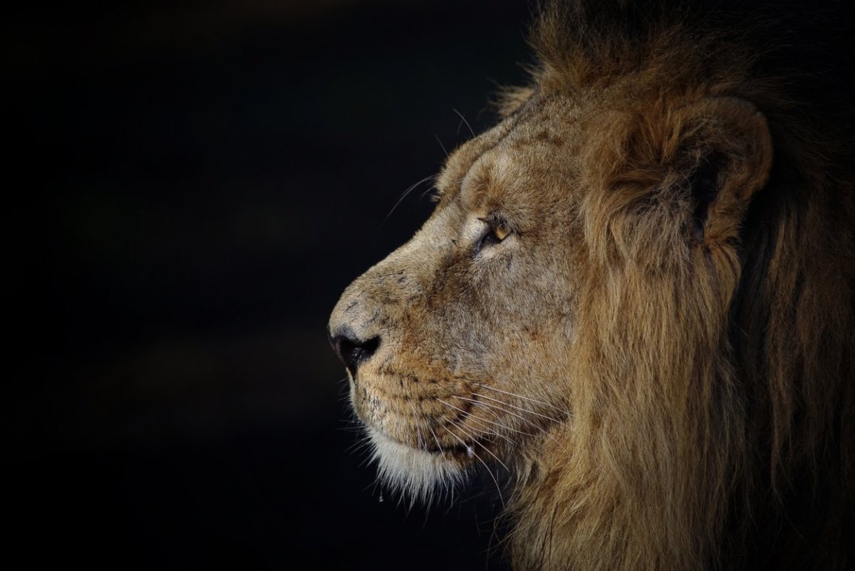 Лев морда профиль