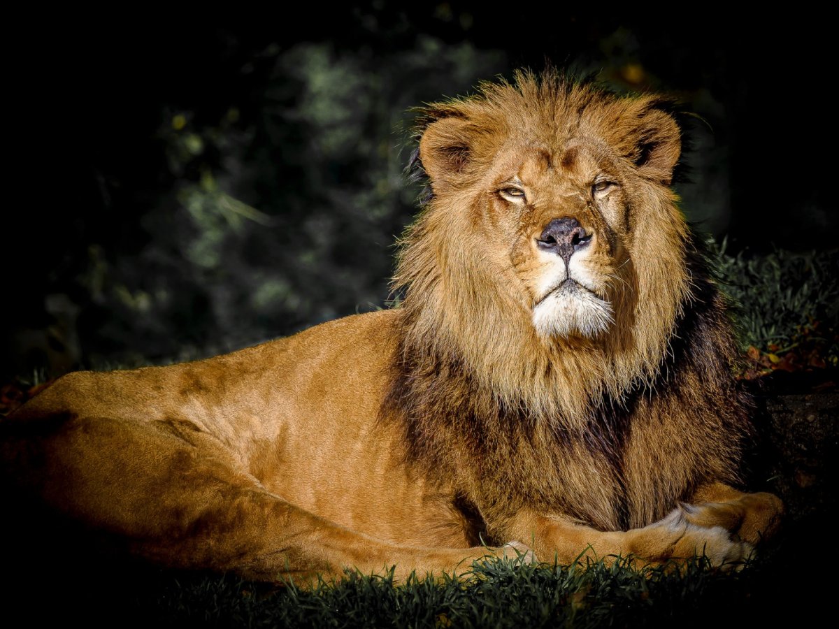 Хищный взгляд Льва