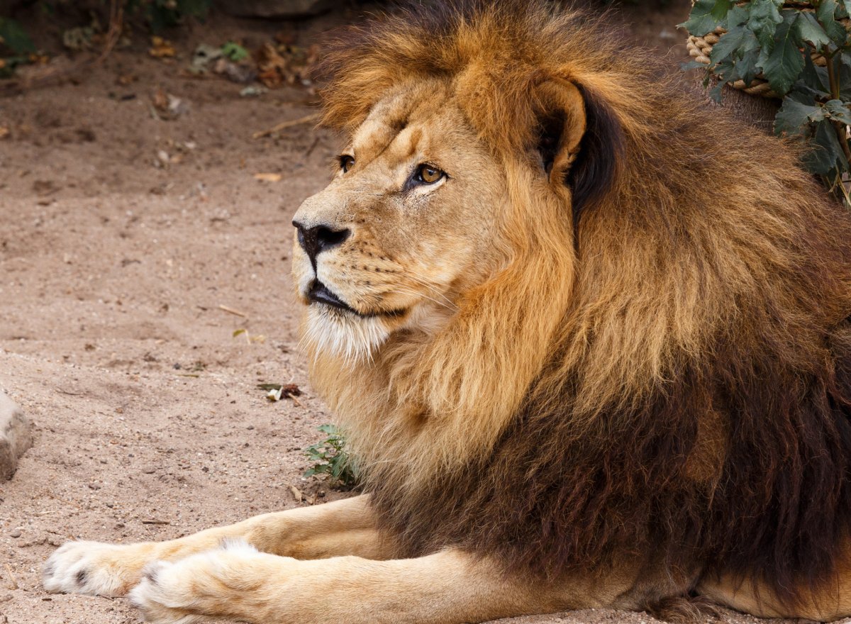 Лев лежит