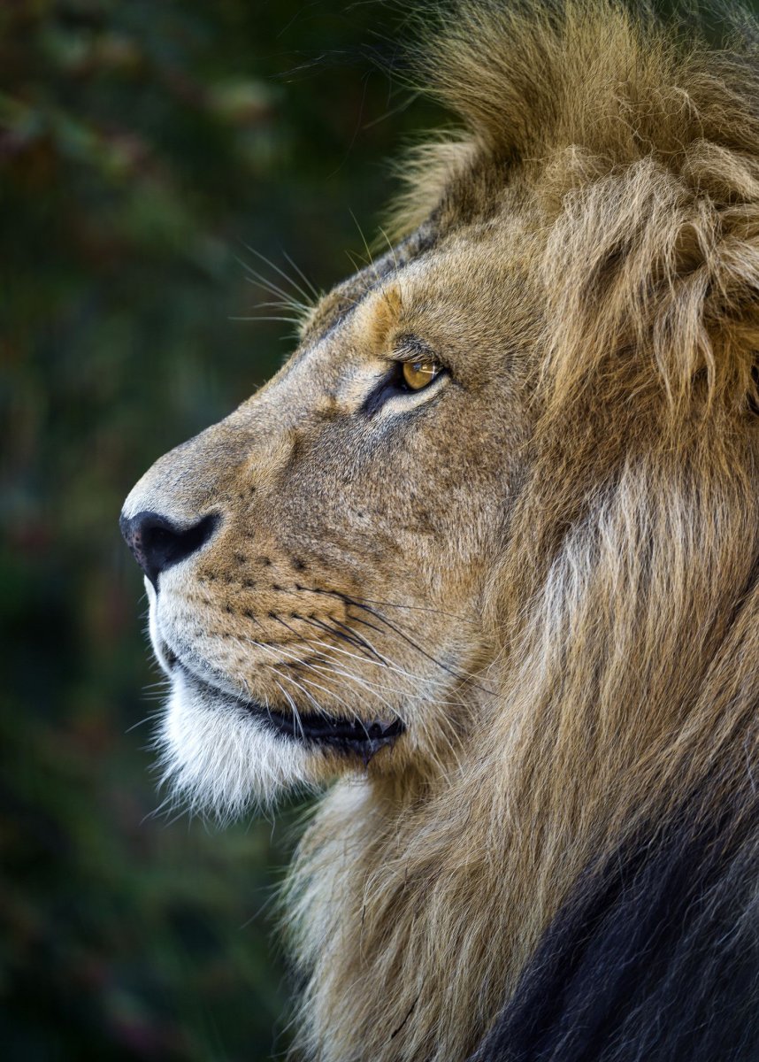 Лев морда профиль
