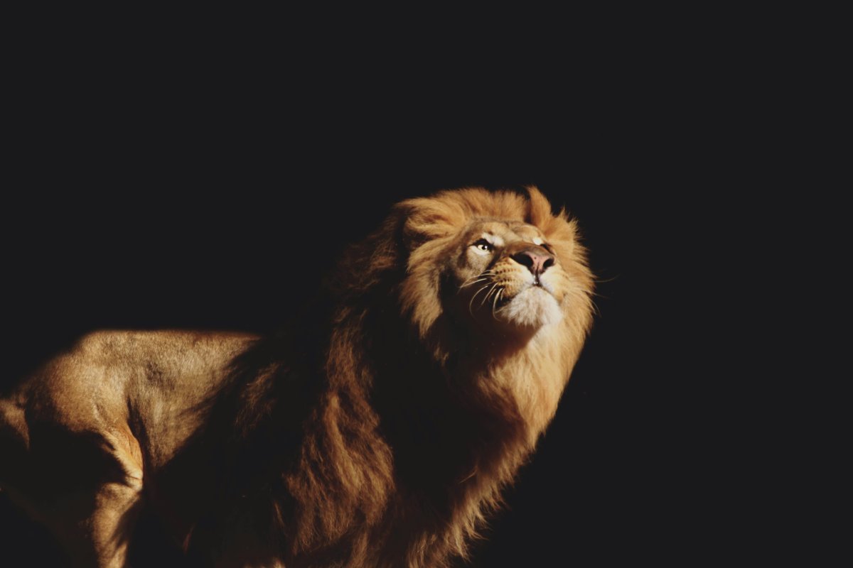 Лев на рабочий стол