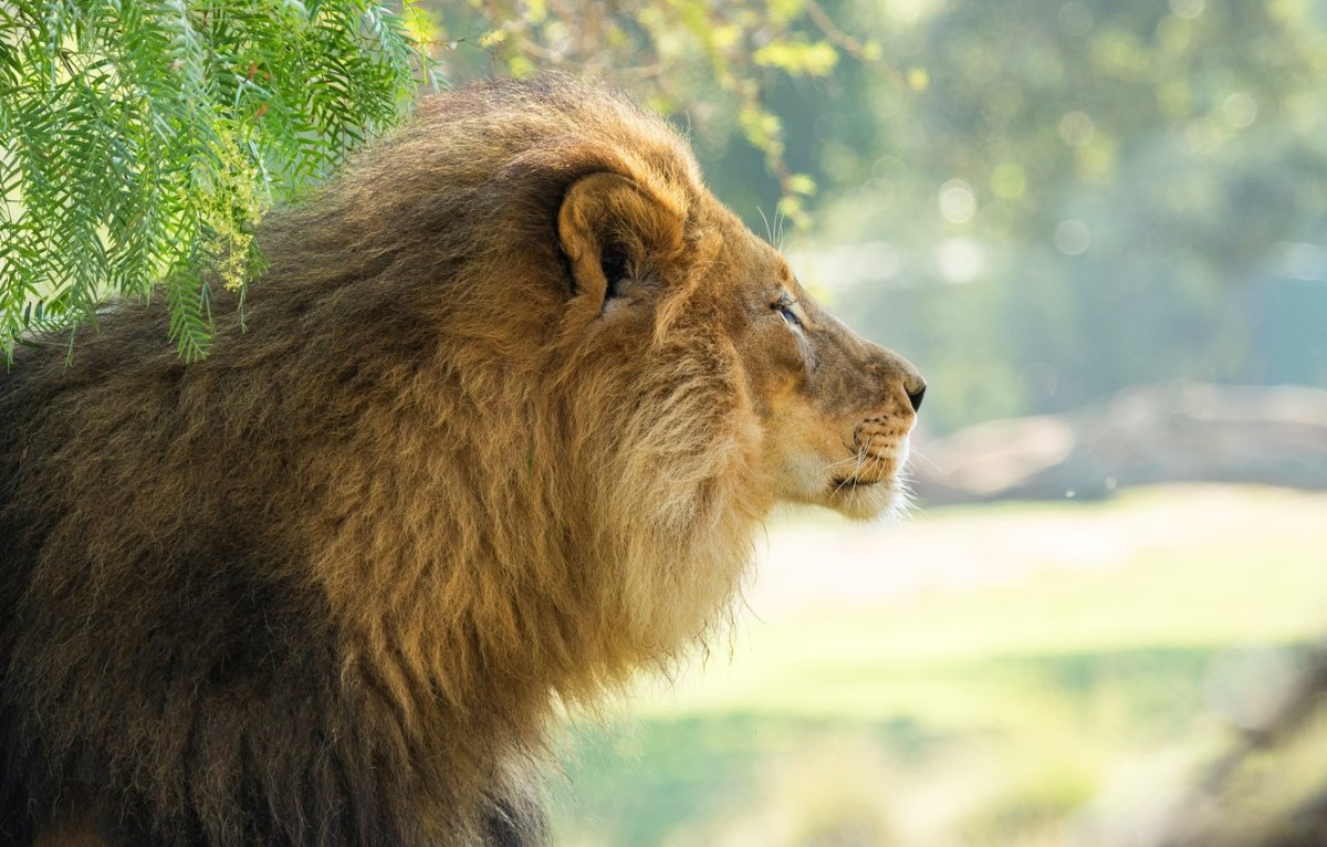 Лев в профиль
