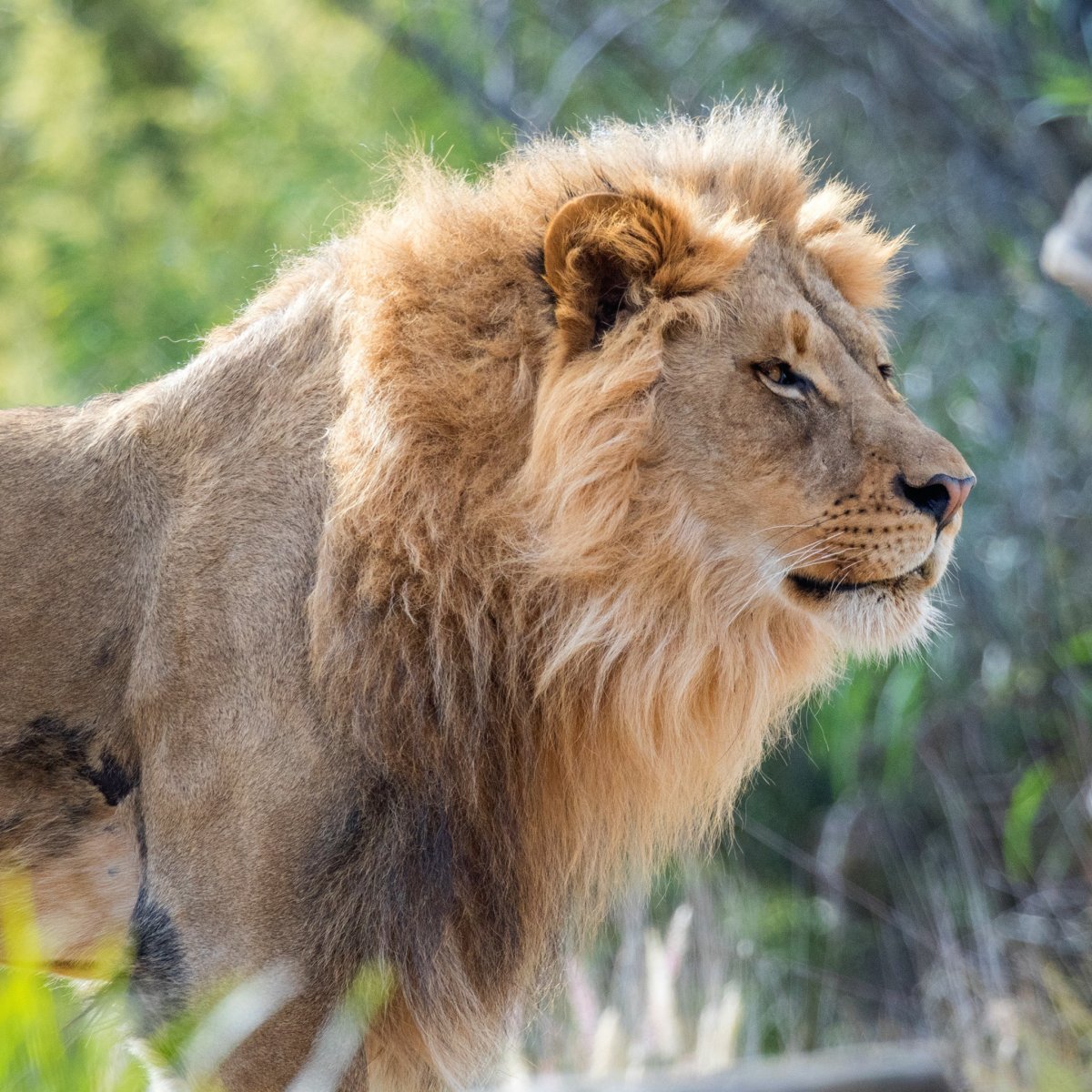 Гордые львы