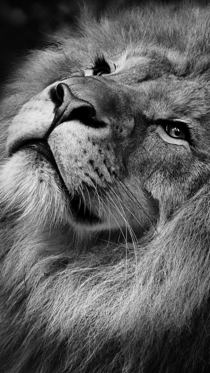 Лев в черно белом цвете