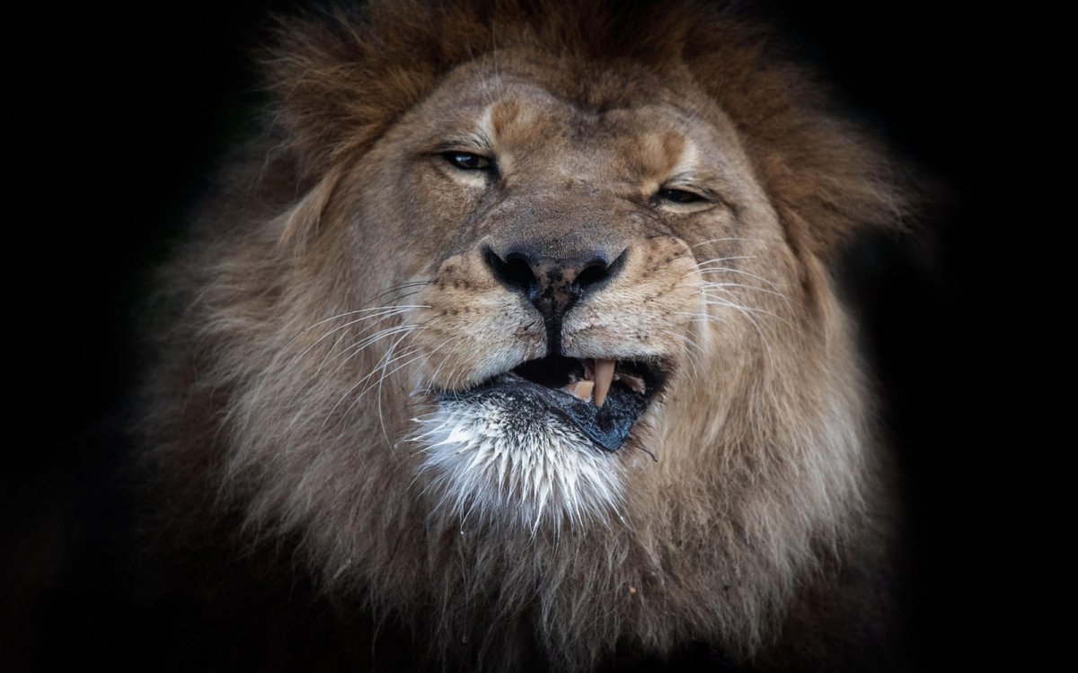 Рыкающий Лев Миша