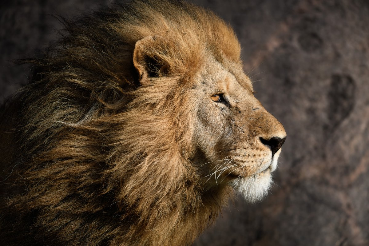 Голова Льва