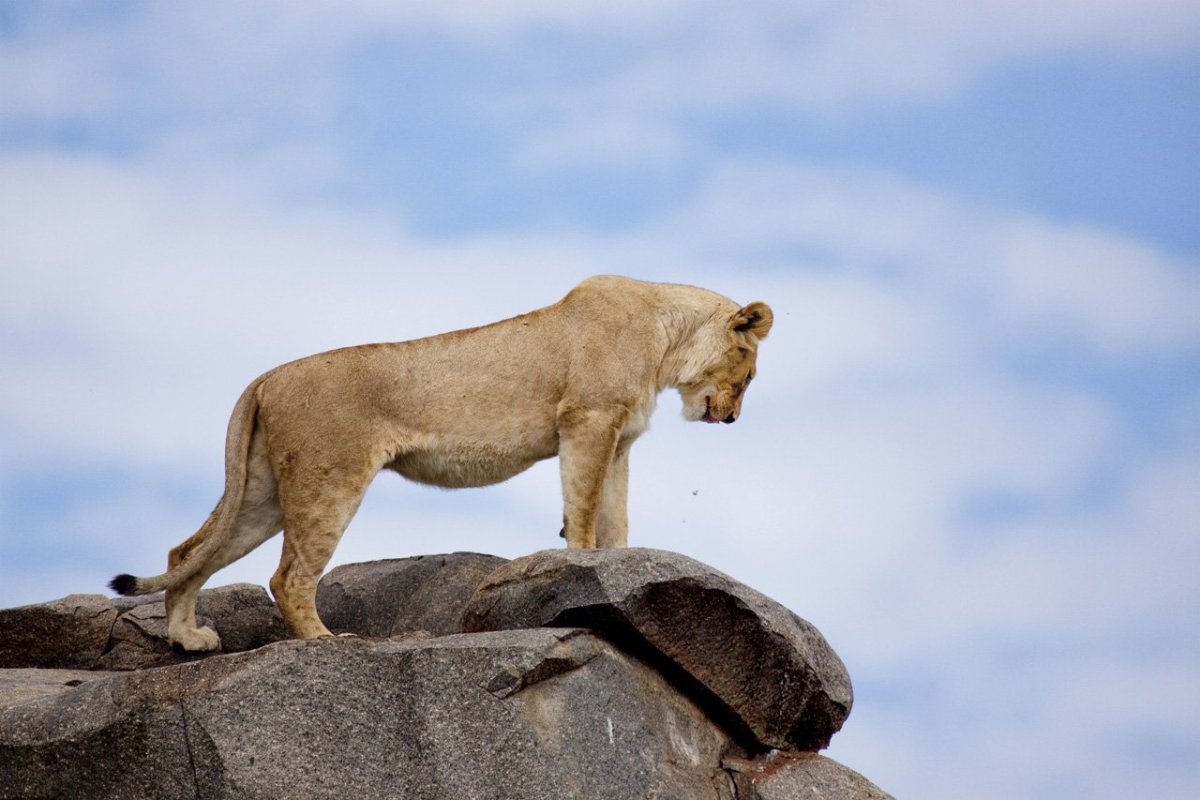 Грациозная львица