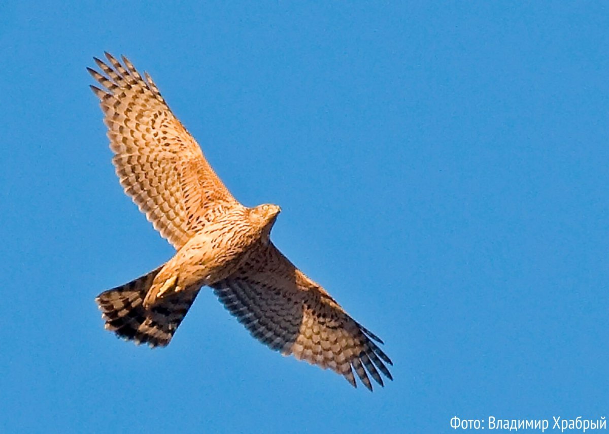 Ястреб тетеревятник в Ленинградской области