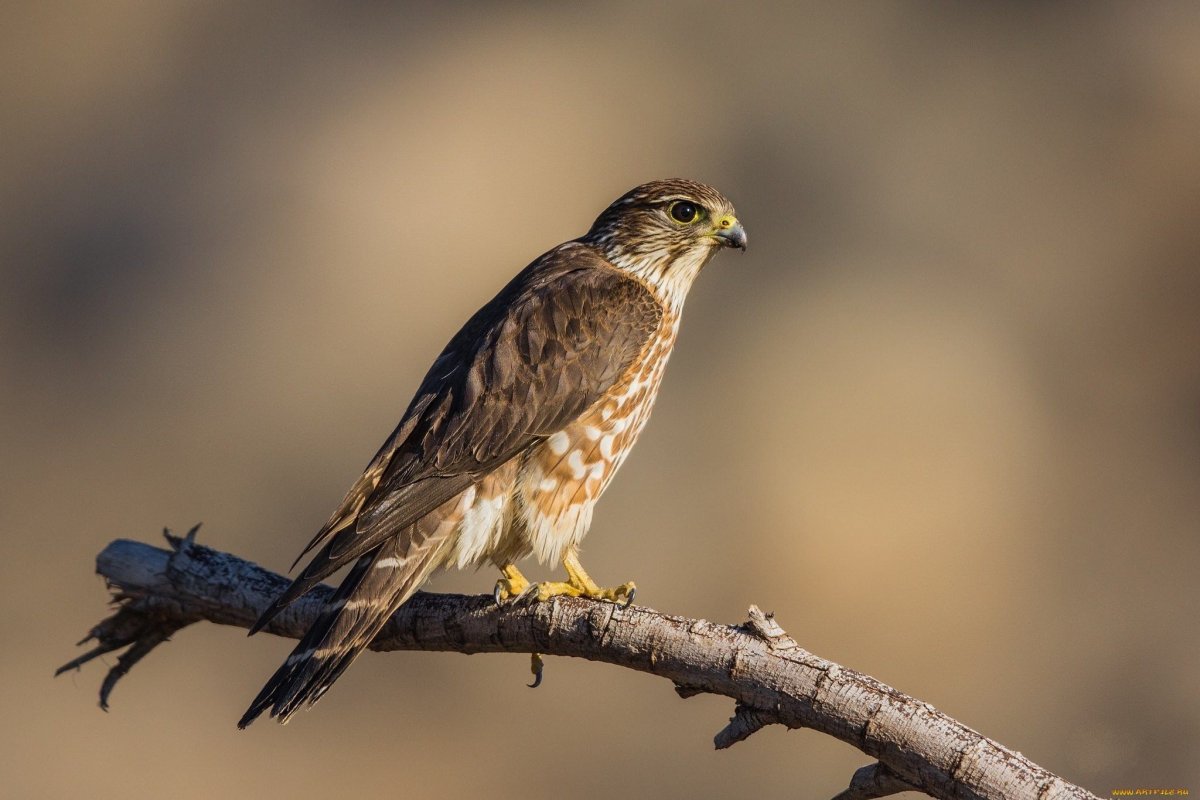 Хищные птицы ленинградской области