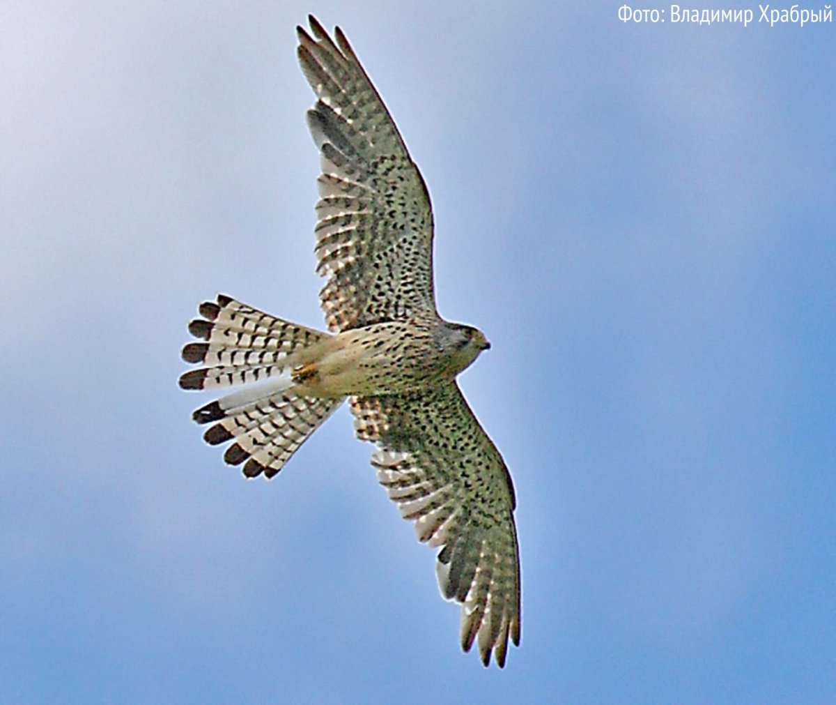 Пустельга Кречет Сапсан