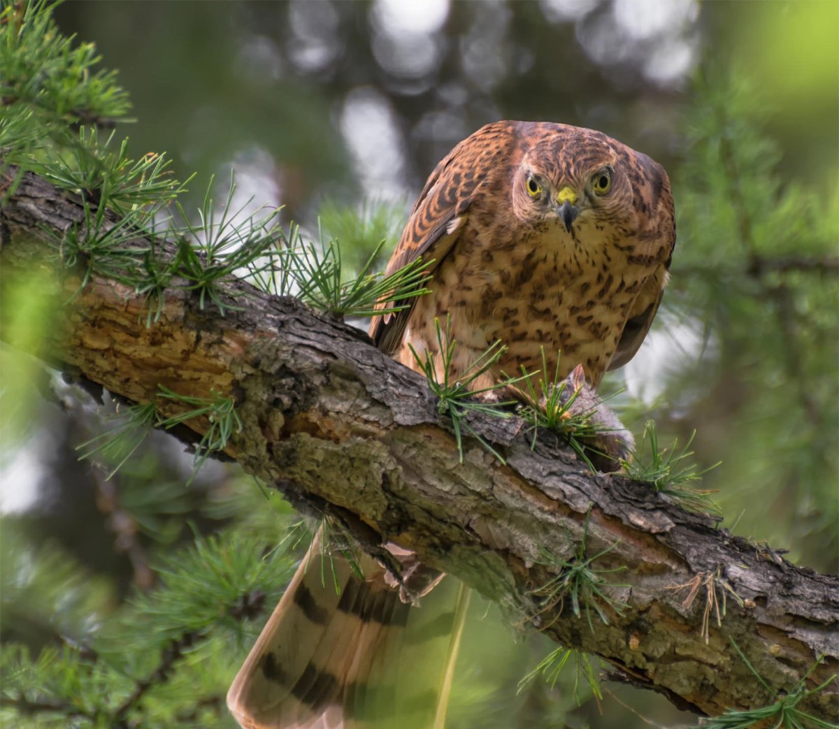 Ястреб Ленинградская область