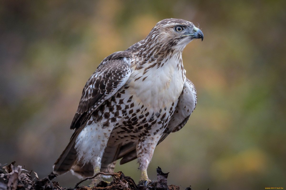 Сапсан птица