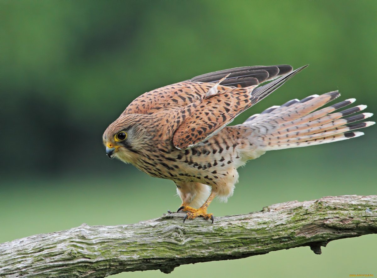 Птицы хищники Ленинградской области