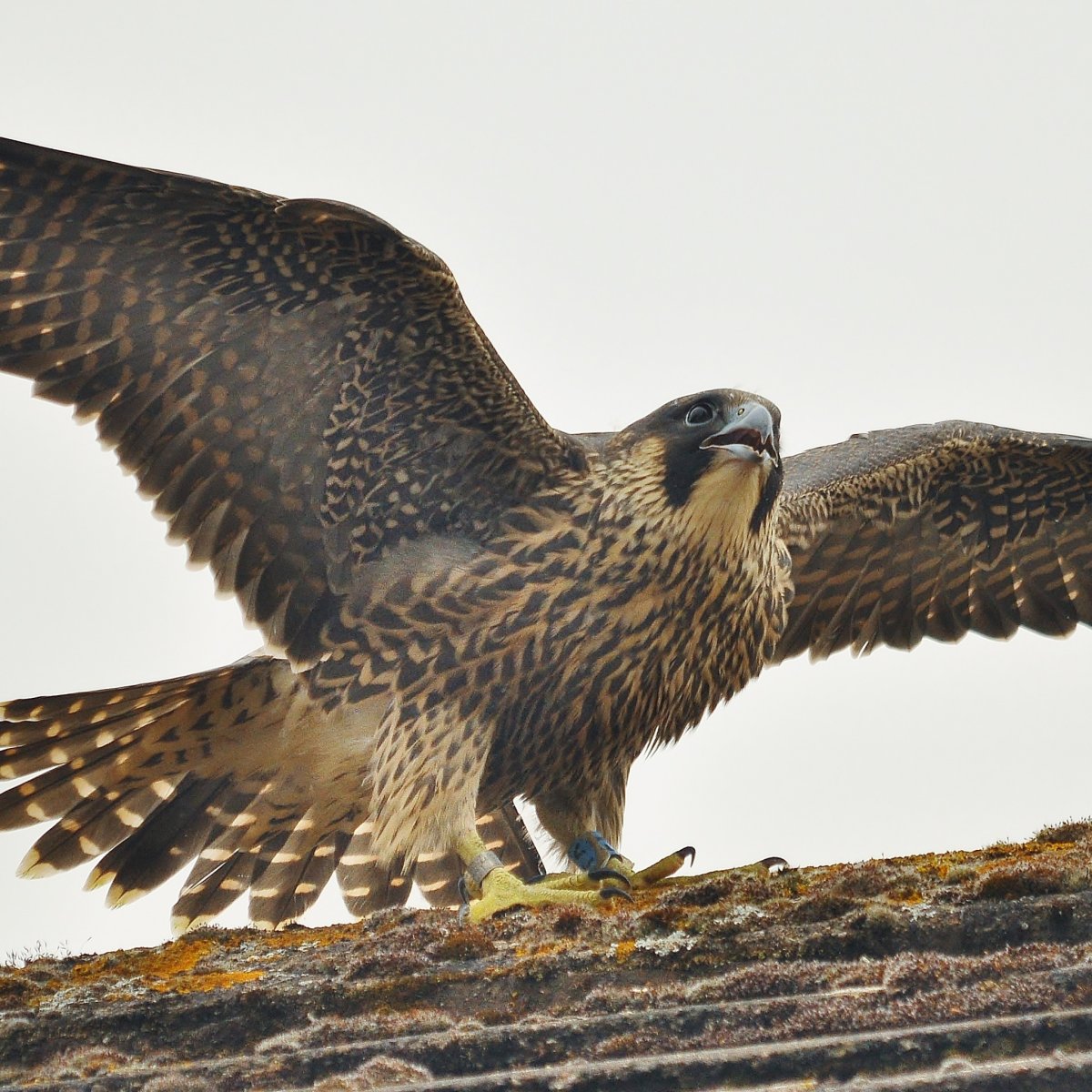 Сапсан птица