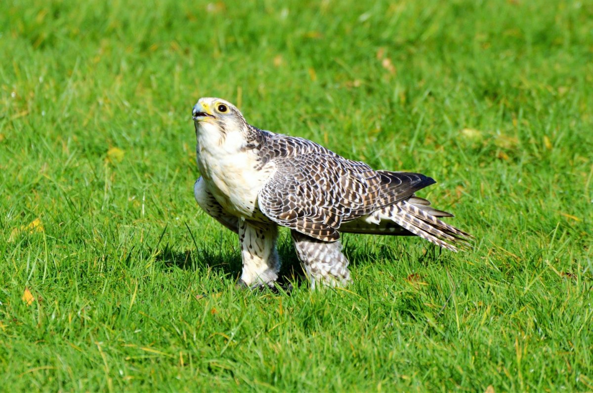 Хищные птицы Ленинградской области Сокол