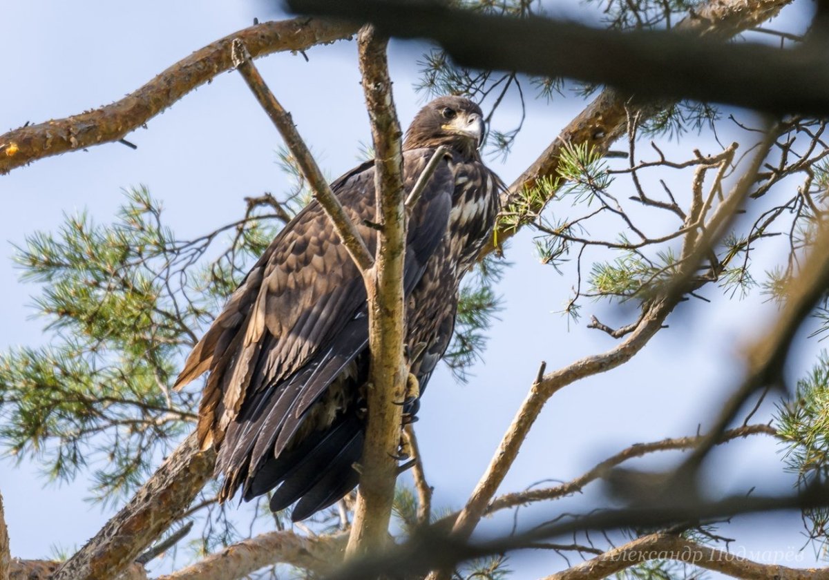 Орлан в Ленинградской области