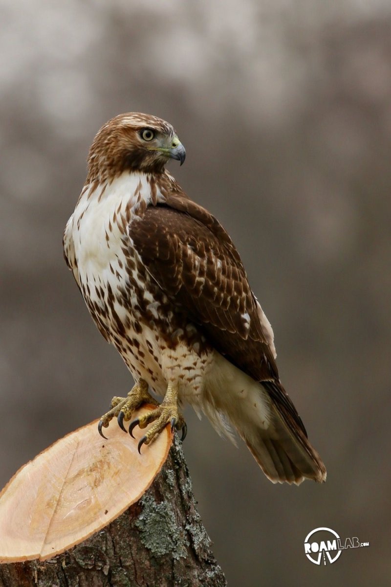 Хищные птицы Ленинградской области Сокол
