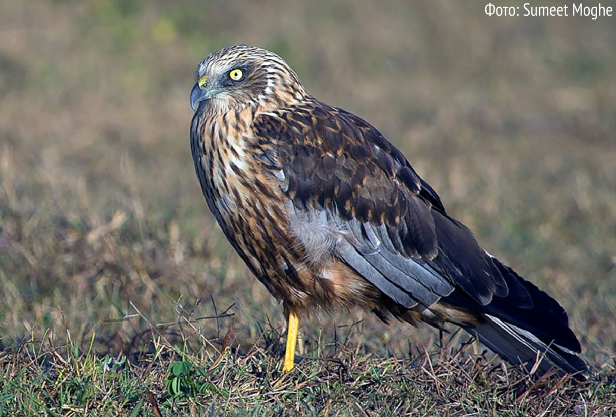 Мадагаскарский болотный Лунь