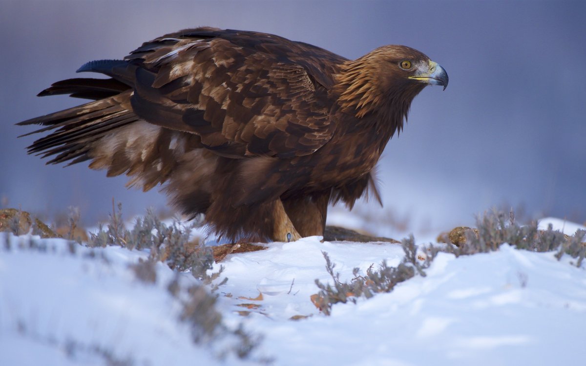 Беркут в Беларуси