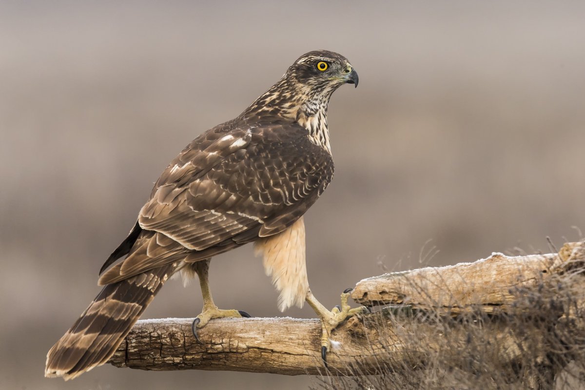 Крымский Степной Сокол