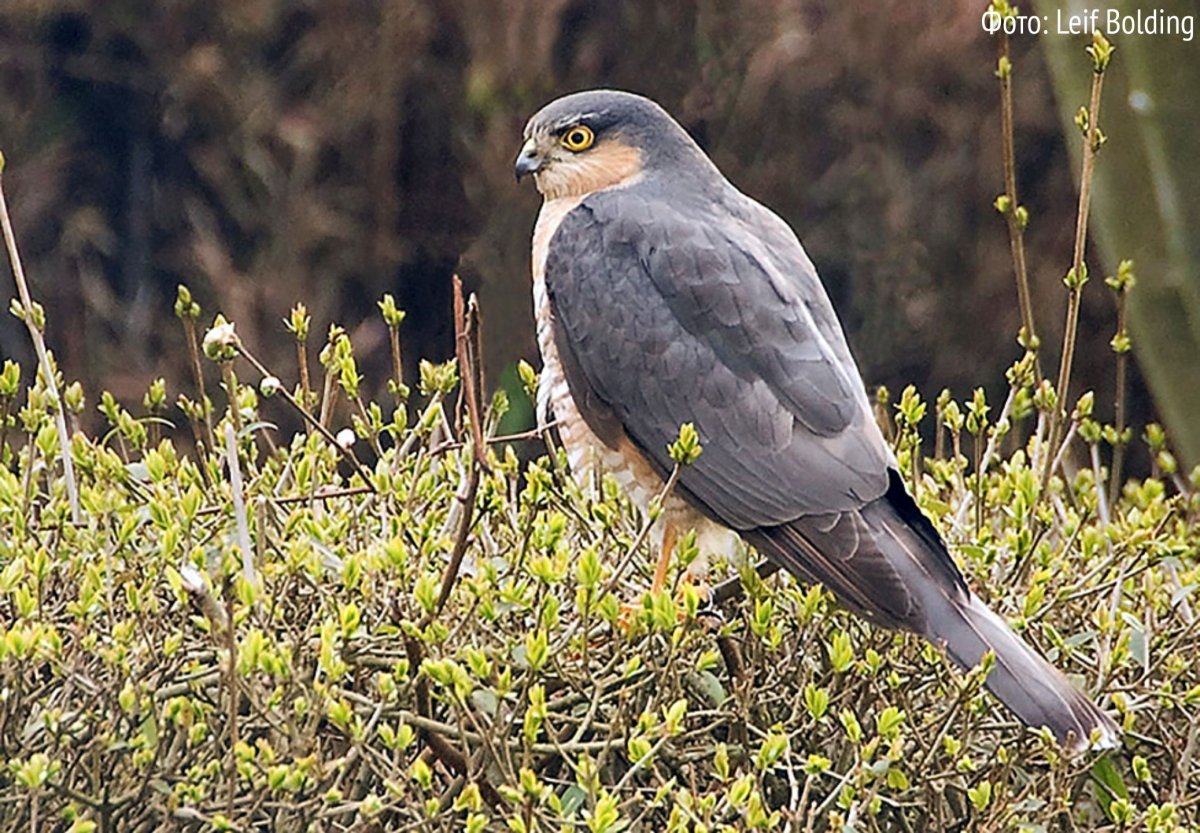 Ястребиные птицы Ленинградской области