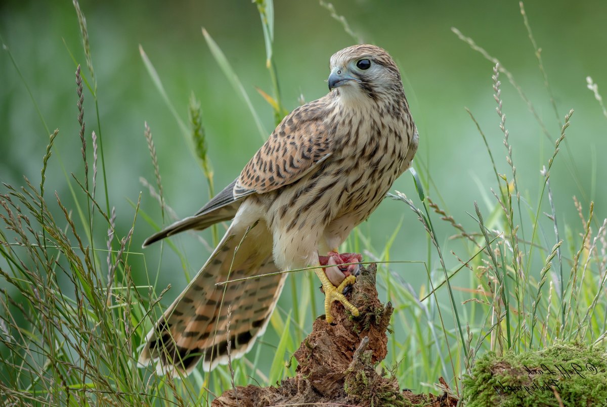 Сокол пустельга