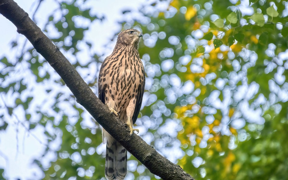 Хищные птицы Северной Осетии