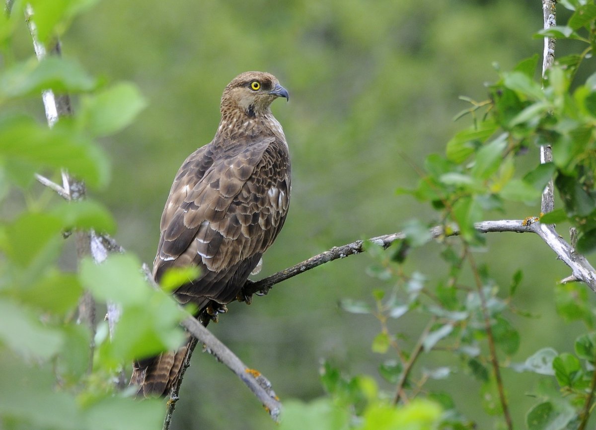 Обыкновенный осоед