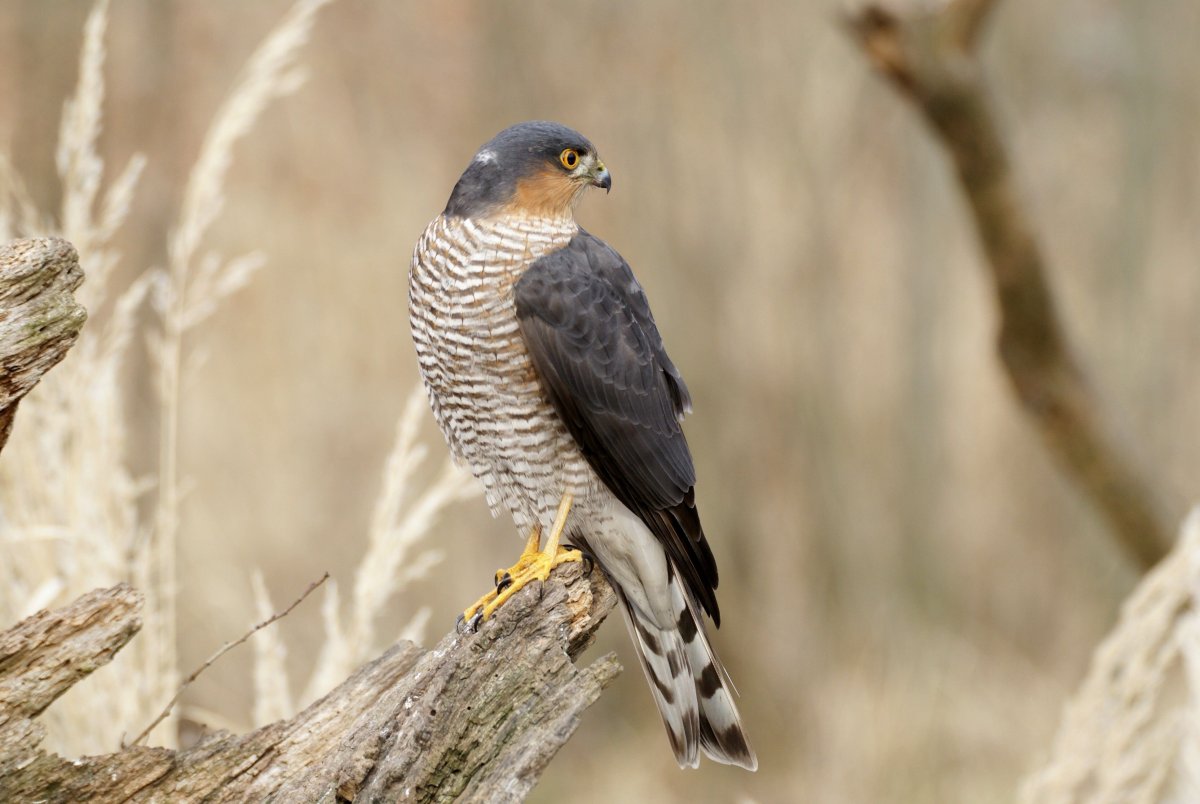Ястреб-перепелятник (Accipiter nisus)