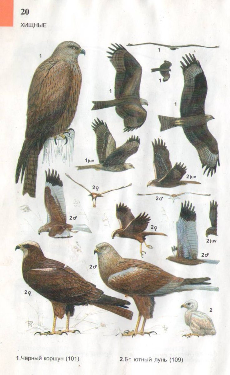 Хищные птицы Татарстана Коршун