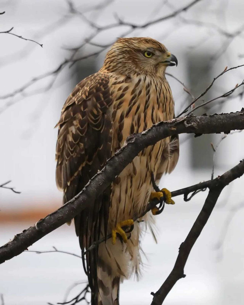 Ястреб в городе фото