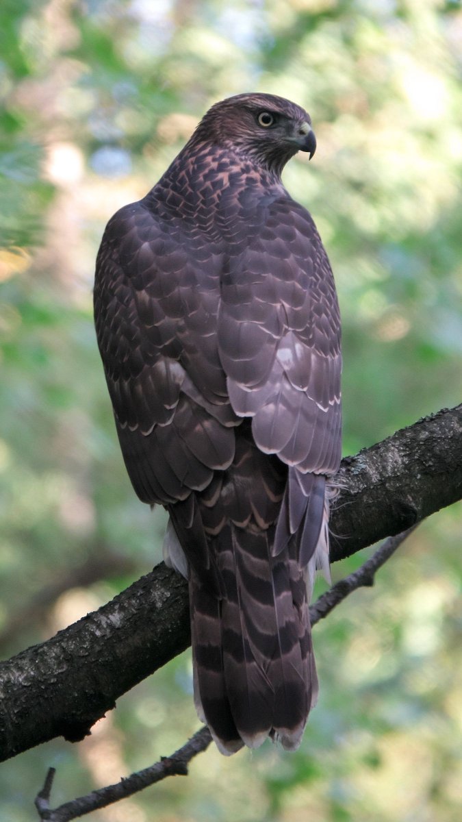 Коршун тетеревятник