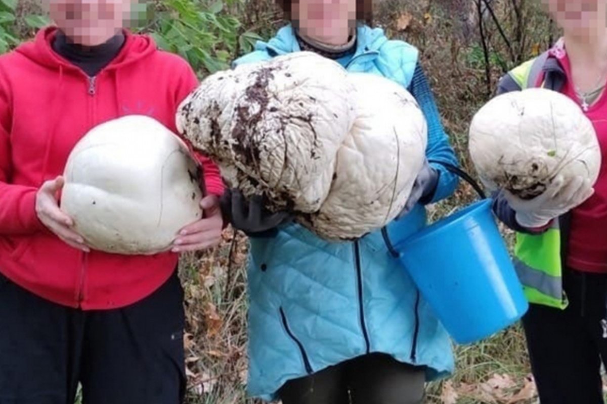 Грибник в дождевике