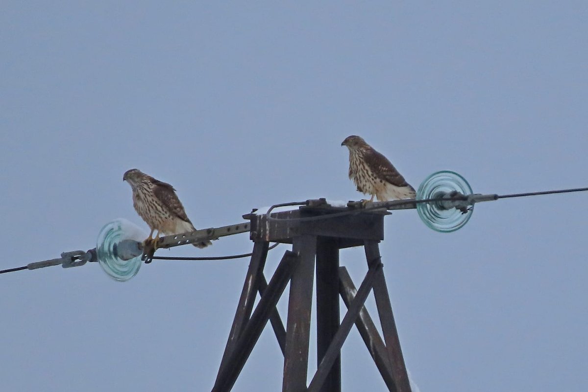Птицы Тверской области тетеревятник